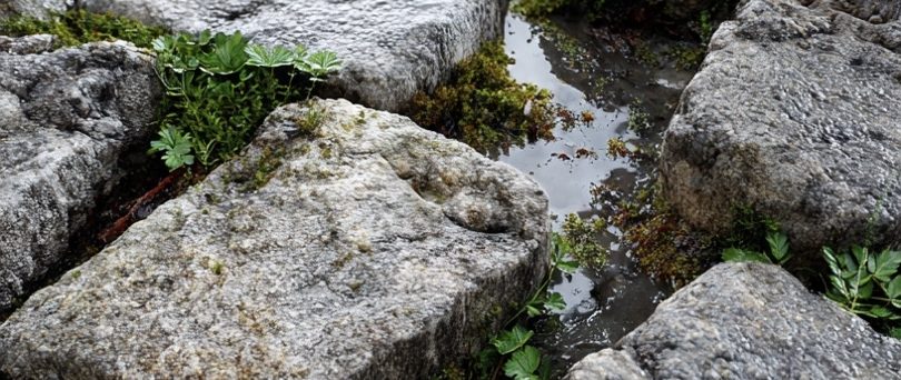 Kopfsteinpflaster mit kleinen Pflanzen und Wasserstellen zwischen den Steinen.